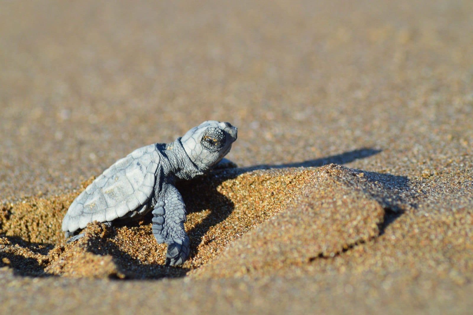 Dalyan River Tour: Mud Baths & Turtle Beach
